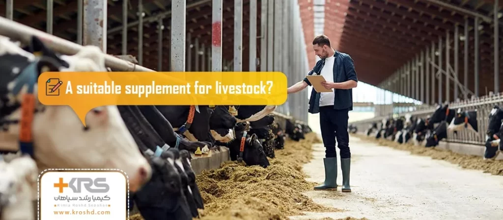 livestock supplement: which is the best for your herd? Kimia Roshd Sepahan