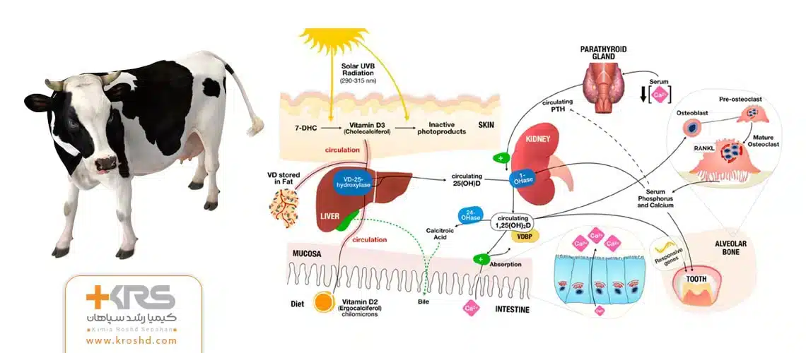 نقش های متابولیسمی و ساختاری ویتامین D در بدن دام / مکمل ویتامینه و معدنی دام