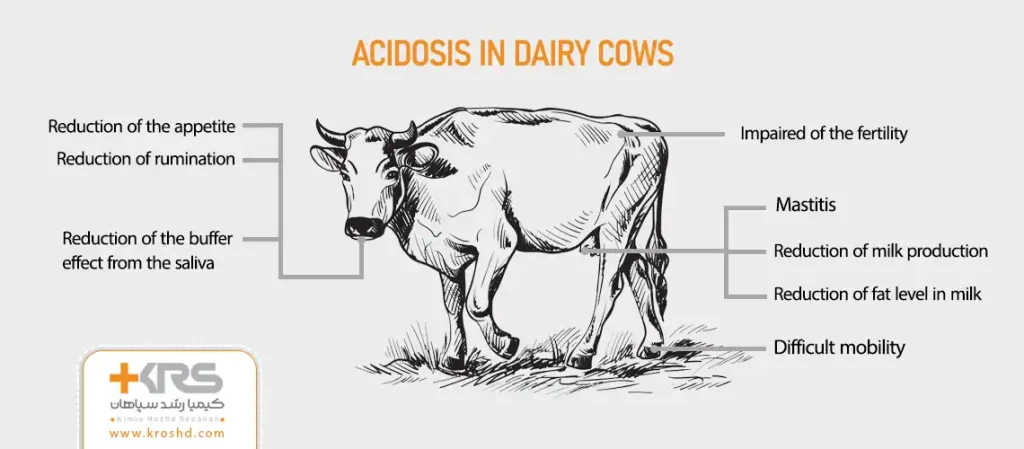 What is the role of rumen buffer on rumen acidosis