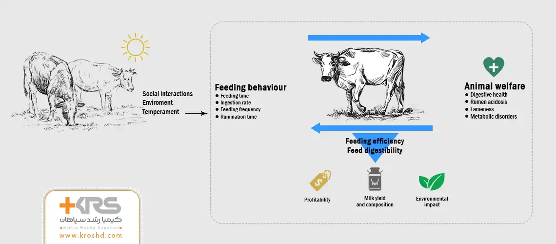 رابط بین رفتار خوراک خوردن و سطح آسایش گاو در علم رفتار شناسی گاو