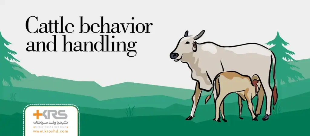 Cattle behavior