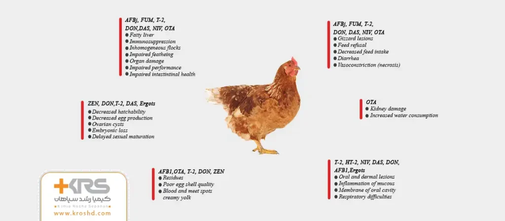 Mycotoxin Effects on the Health and Performance of Poultry