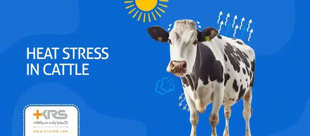 استرس گرمای در گاو (تنش گرمایی در گاو) : کاهش و مدیریت