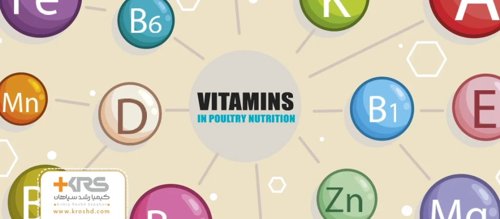 اهمیت ویتامین ها در تغذیه طیور: کلید سلامت و بهره وری بالا
