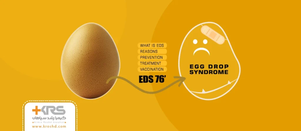 سندرم افت تولید تخم مرغ (EDS)