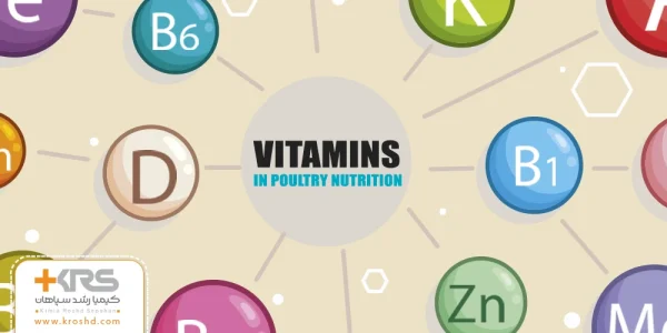 اهمیت ویتامین ها در تغذیه طیور: کلید سلامت و بهره وری بالا