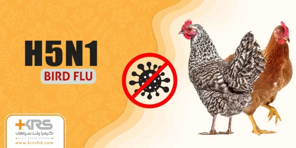 آنفولانزای مرغی [علائم+پیشگیری+درمان]